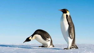 penguin.jpg.653x0_q80_crop-smart-300x170